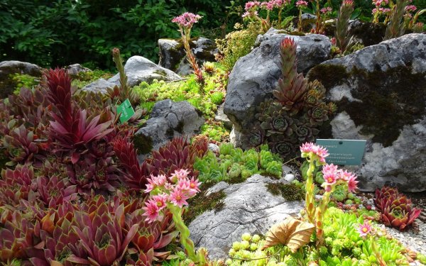 Alpengarten Bad Aussee