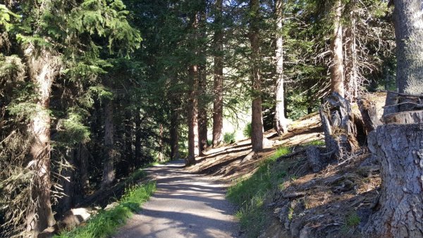 Waldweg to Serfaus