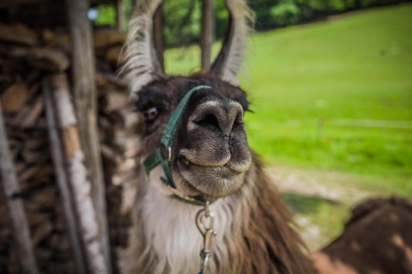 Lama-Trekking