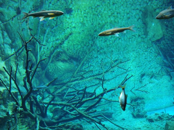 Aquarium