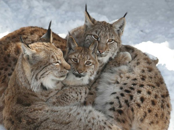 Alpine Zoo
