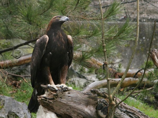 Steinadler im Alpenzoo