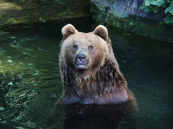 Braunbär