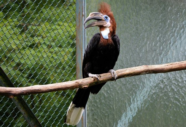 Vicinity: Rare species zoo