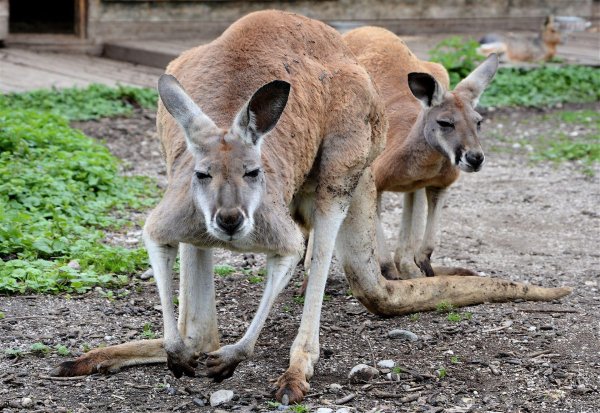 Raritätenzoo Ebbs Tiere