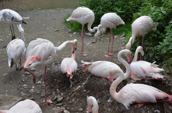 Raritätenzoo Ebbs Pelikane