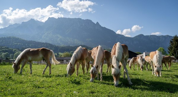 Fohlenhof Foto 1