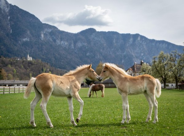 Fohlenhof Foto 2