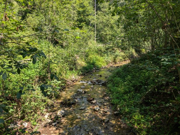 Scheffau_Kneippweg_Bach_Sommer