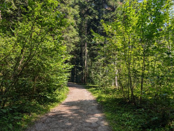 Scheffau_Kneippweg_Waldweg_Sommer
