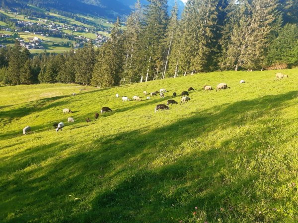 Ellmau_Hochfilzer_Wilder Kaiser (2)