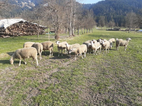 Söll_Schafe_Wilder Kaiser