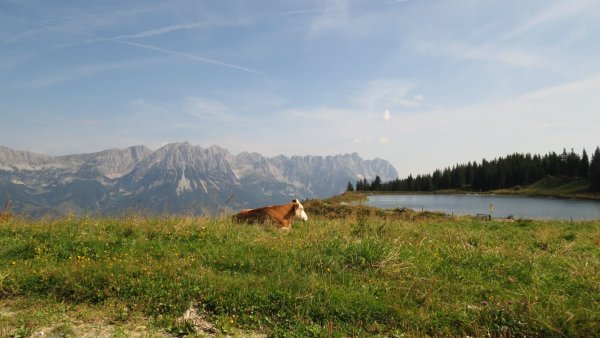 Ellmau_11er-Kaiserblick-Runde_Wilder Kaiser