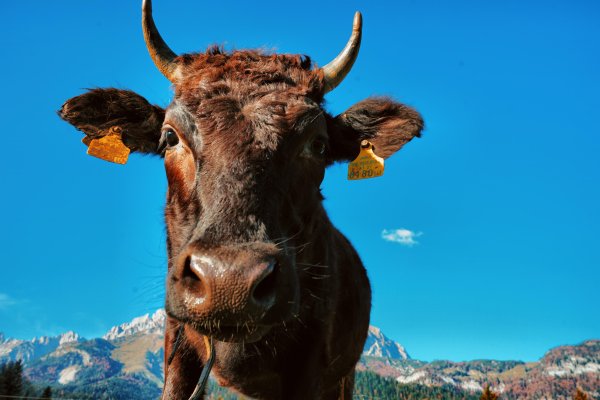 Going_Kaiser Wagyu_Rind_Wilder Kaiser