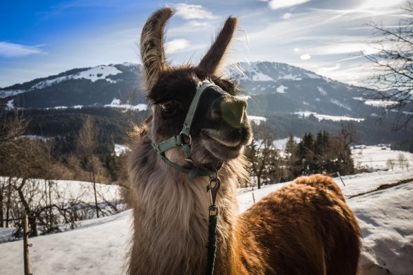 Lamas_Winter_2