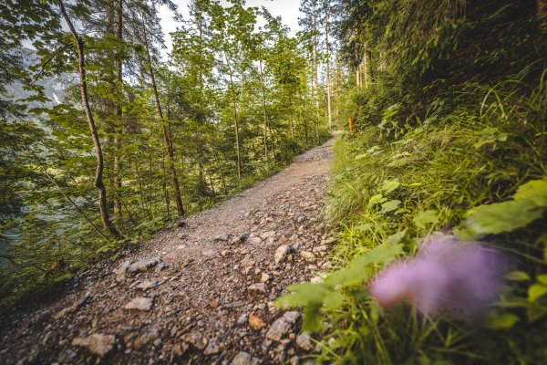 Scheffau_Hintersteiner See_Waldweg_Südufer_Sommer