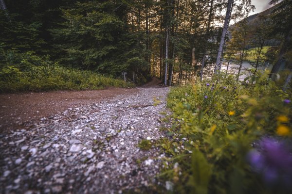 Scheffau_Hintersteiner See_Sommer_Waldweg