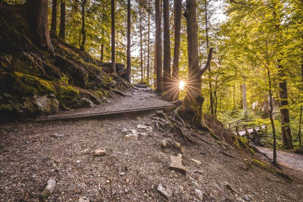 Scheffau_Hintersteiner See_Sommer_Südufer_Waldweg