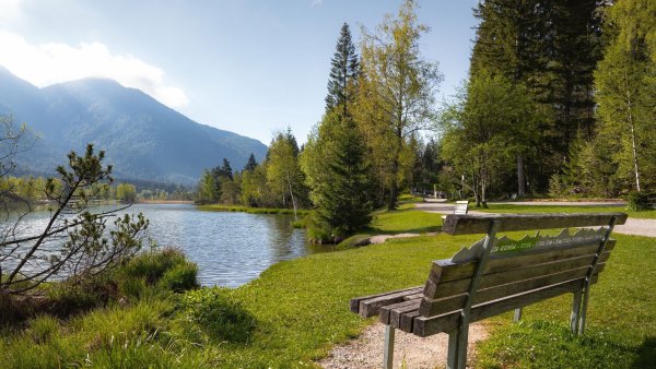 Wildsee im Frühling bei Morgenstimmung - Bank am See.jpg