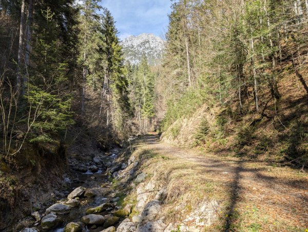 Scheffau_Seebachgraben_Bach_Blick auf Scheffauer_März