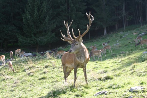 Alpenwildpark Feld am See