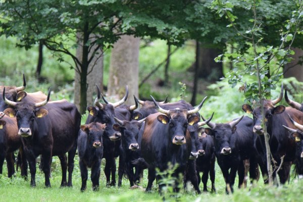 Weserbergland-Weg, 4. Etappe: Bad Karlshafen bis Schönhagen