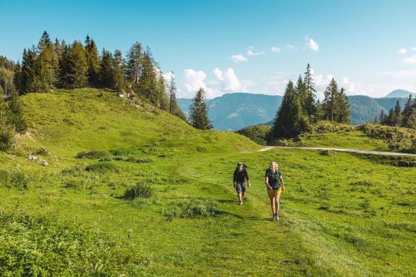 Scheffau_Wandern_Almwiese