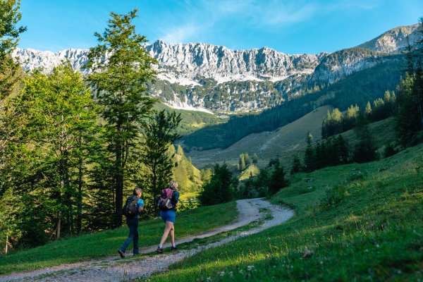Scheffau_Wanderung_Wald_Almen