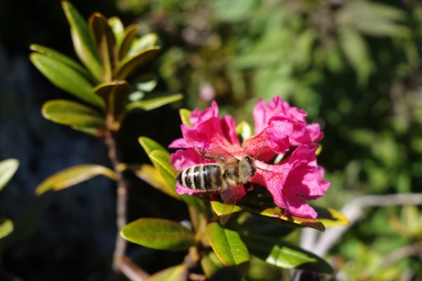 Ellmau_Almrosen_Wilder Kaiser