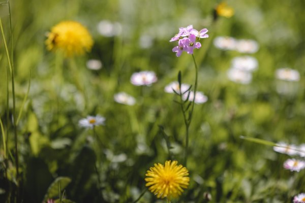 Blumenwiese_Wilder Kaiser
