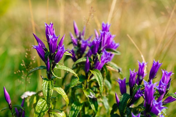 Ellmau_Elferweg_Schwalbenschwanzenzian_Wilder Kaiser