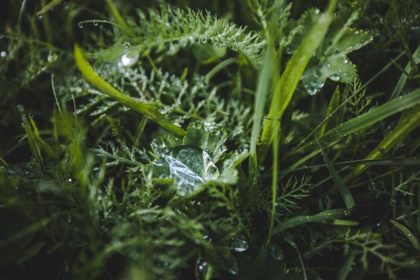 Frauenmantel_Wilder Kaiser