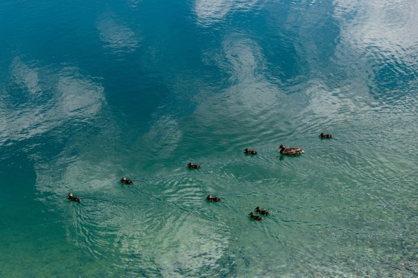 Scheffau_Hintersteiner See_Enten_Wilder Kaiser