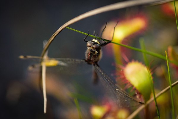Going_Libelle_Sonnentau_Moor & More_Wilder Kaiser