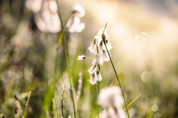 Going_Going_Moor & More_Scheidiges Wollgras_Wilder Kaiser