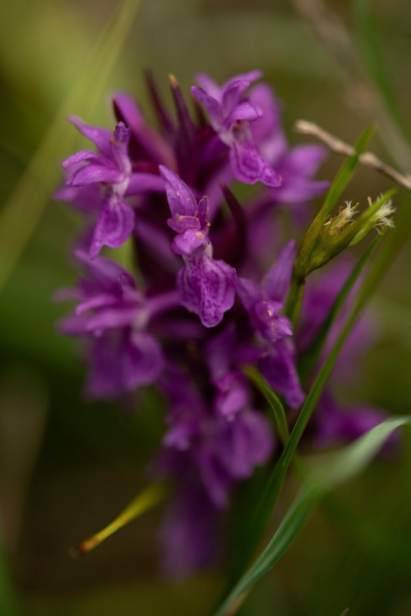 Going_Moor & More_Knabenkraut_Wilder Kaiser