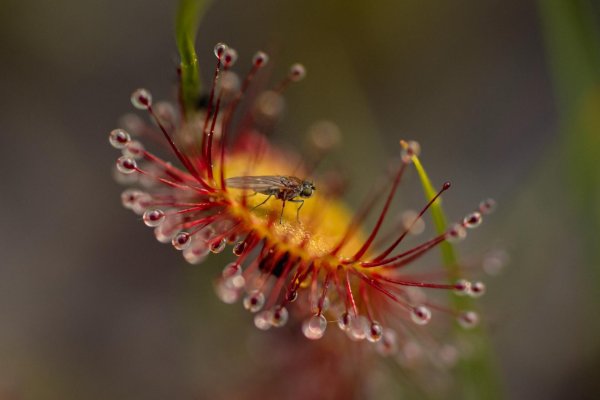 Going_Moor & More_Sonnentau_Wilder Kaiser