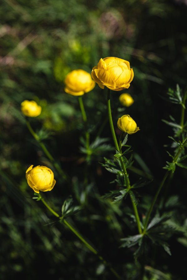 Going_Trollblumen_Wilder Kaiser